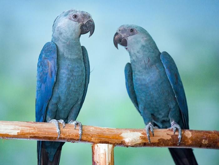Após 20 anos de extinção, Brasil recebe 50 filhotinhos de araras azuis