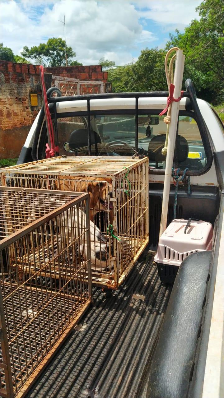 Guarda Municipal Ambiental resgata animais em situação de abandono